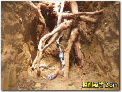 Excavation survey of the root system of a giant cedar tree