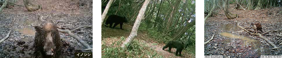 Wild boars, Asiatic black bears, and mountain hawks captured by sensor cameras