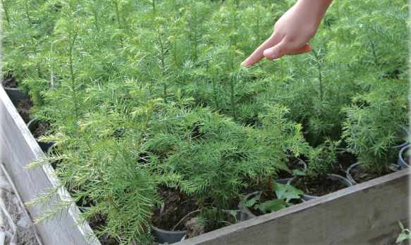 Seedlings grown from the seeds of the Five-Generation Japanese Cedar