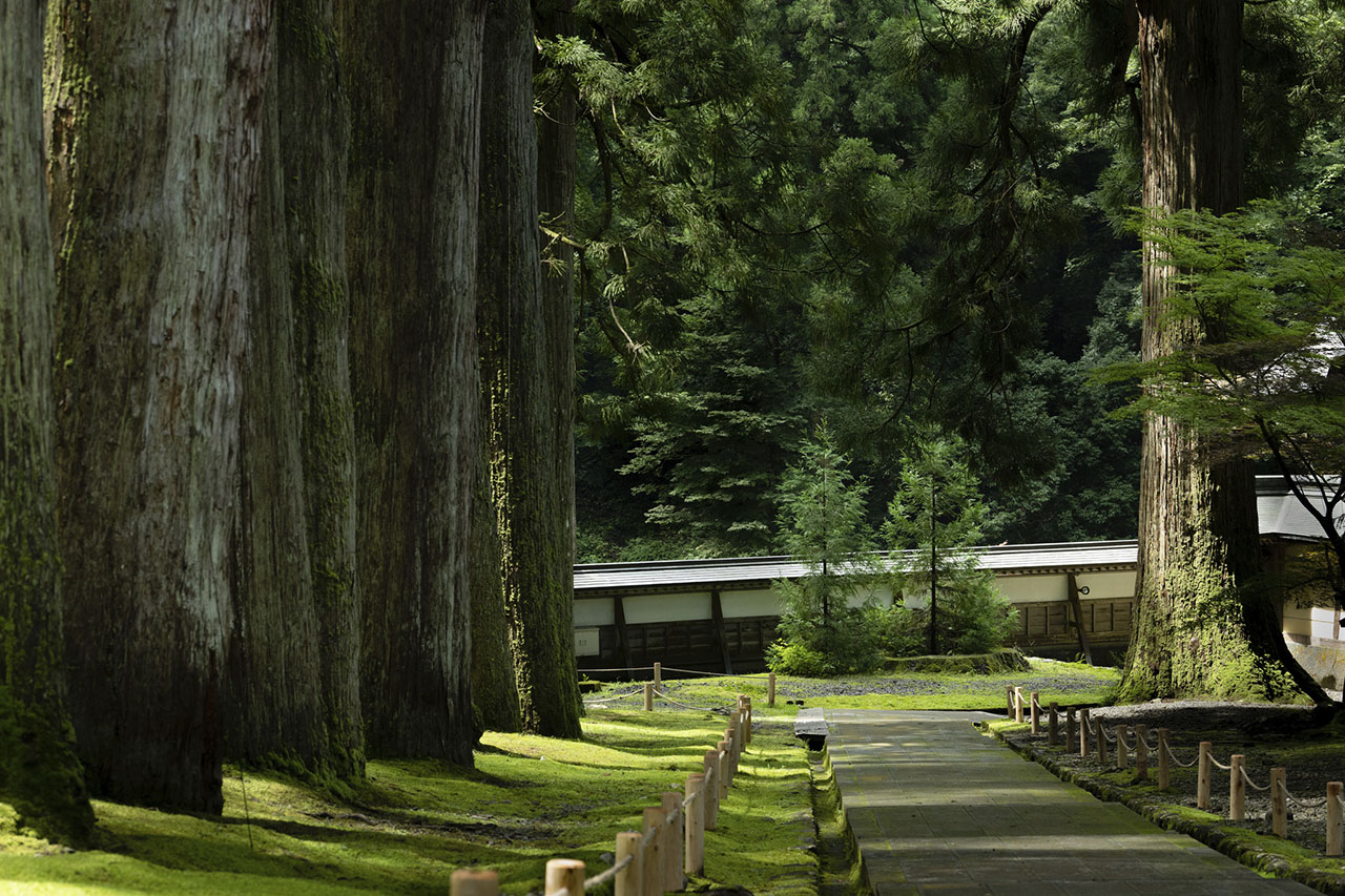Seedlings of the Japanese cedar tree planted in the area where the old cedar trees were felled for safety reasons.