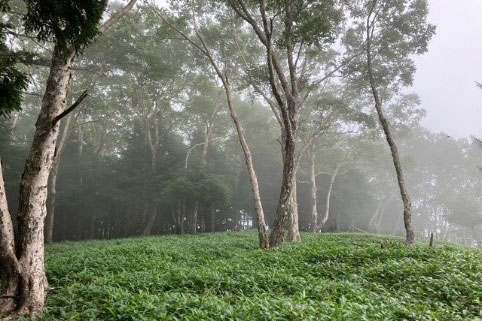 Ohirayama area (within the summer site)