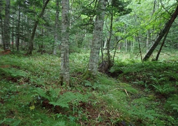 Forest floor of Yezo spruce - Sakhalin fir