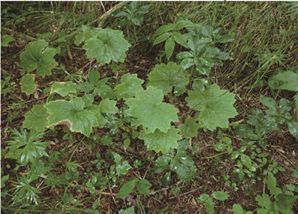 Ezo-oosakurasou (Primula japonica var. japonica)