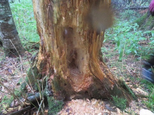 Black woodpecker feeding traces