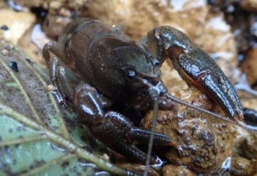Endangered species: Japanese crayfish
