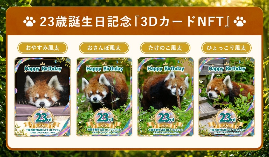 Red panda "Futa" to be made into a 3D NFT!
