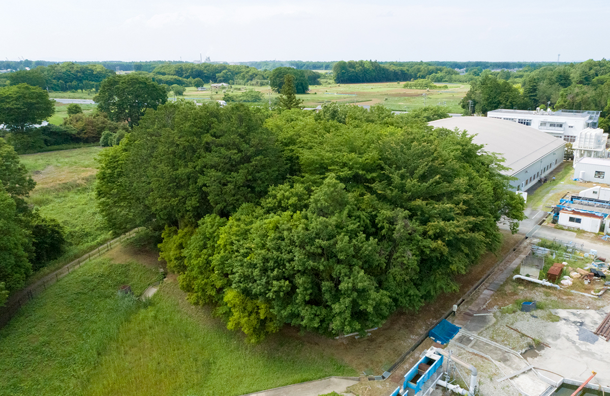 Panoramic View of the Biotope